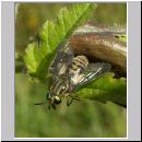 Chrysops relictus - Bremse w01.jpg